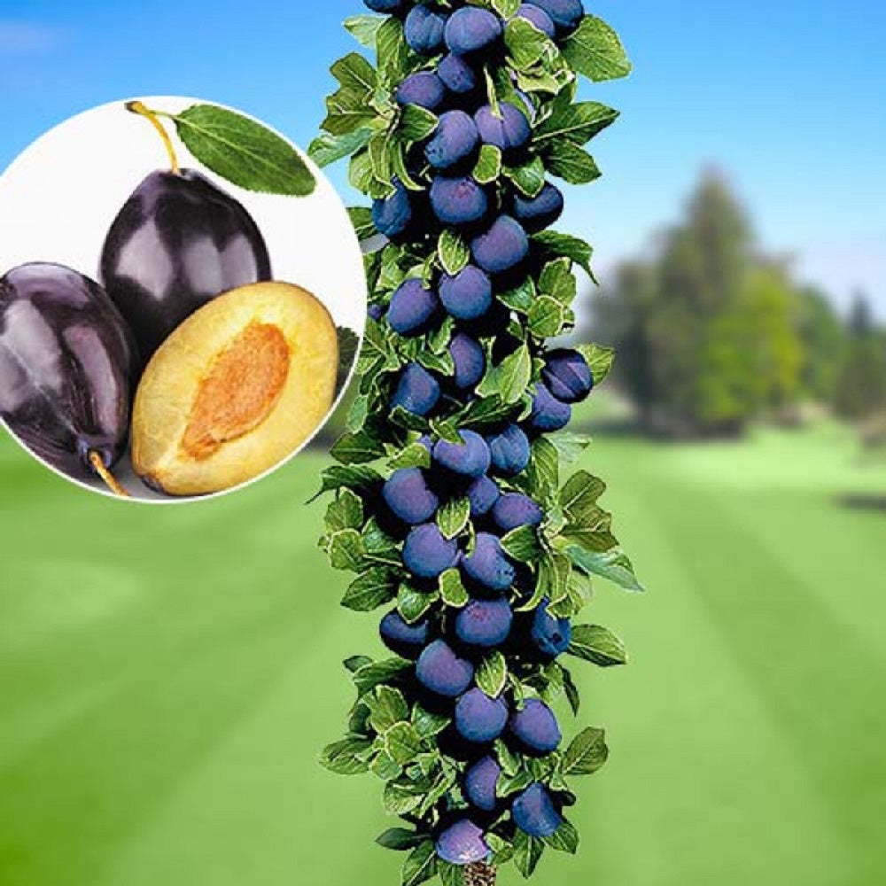 Prun Columnar "Imperial", Pom Fructifer Anul 4