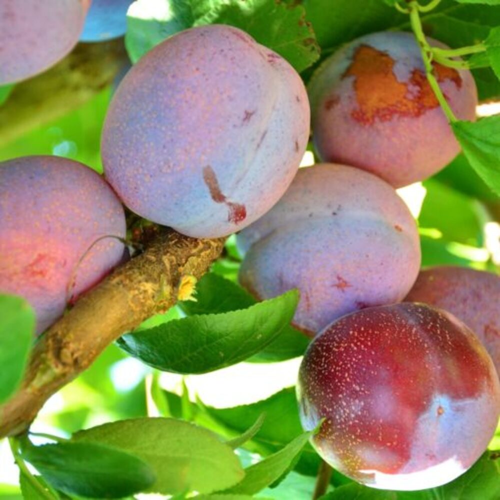 Pom Fructifer Anul 4 - Prun "Diana", PE ROD 180-200CM