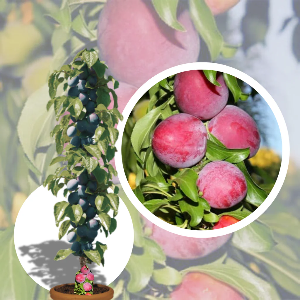 Prun Columnar "Japonez Rosu", Pom Fructifer Anul 4