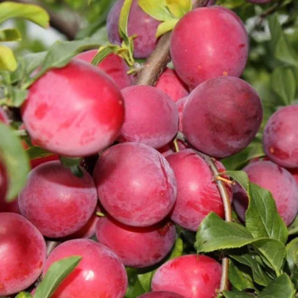 Pom Fructifer Anul 4 - Prun "Japonez", PE ROD 180-200CM