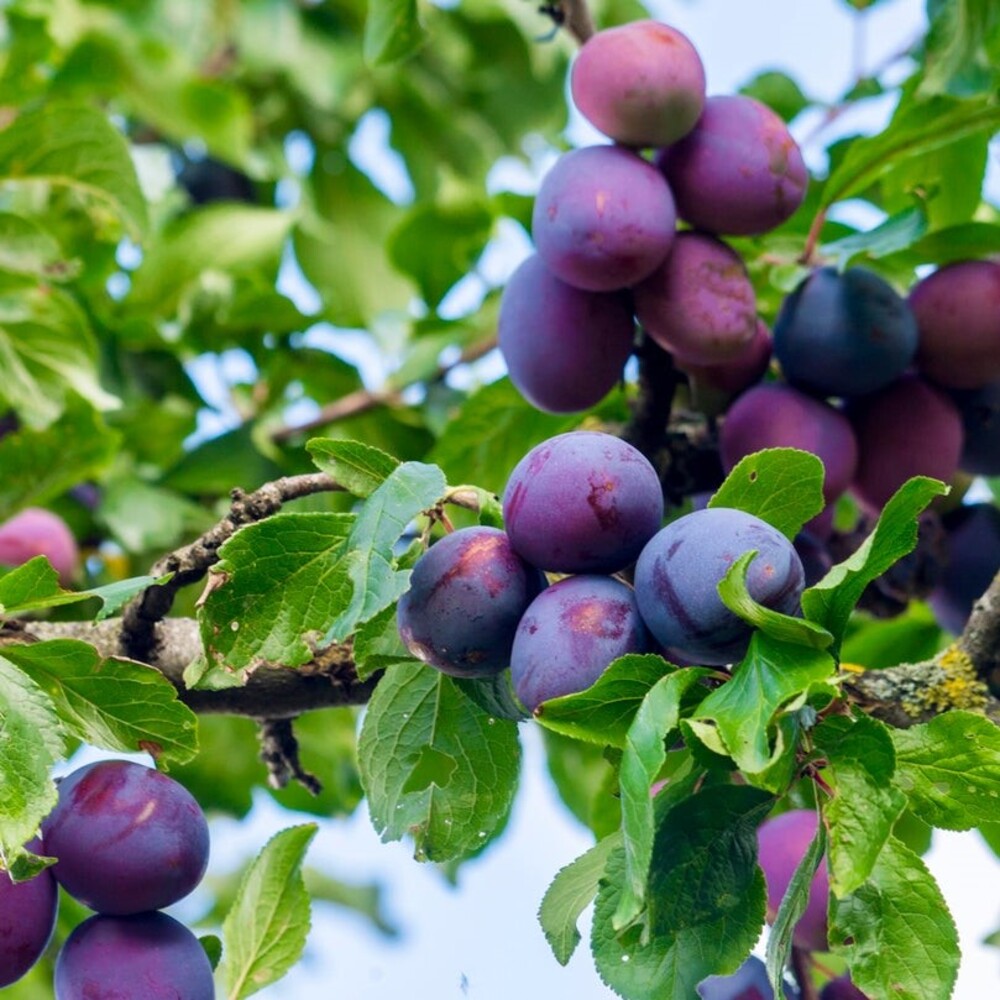 Pom Fructifer Anul 4 - Prun "President", PE ROD 180-200CM