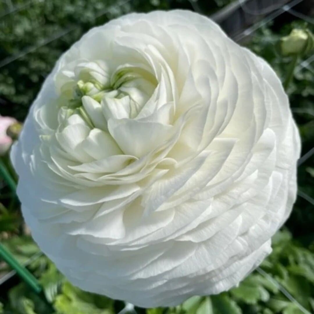 Bulbi de Ranunculus "Bianco", 10 Bucati