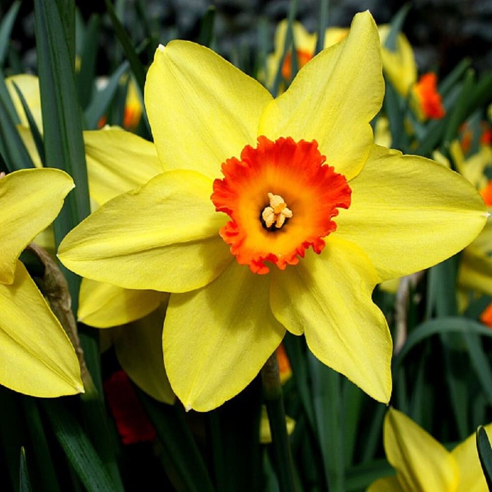 Bulbi de Narcise "Red Devon", 2 Bucati