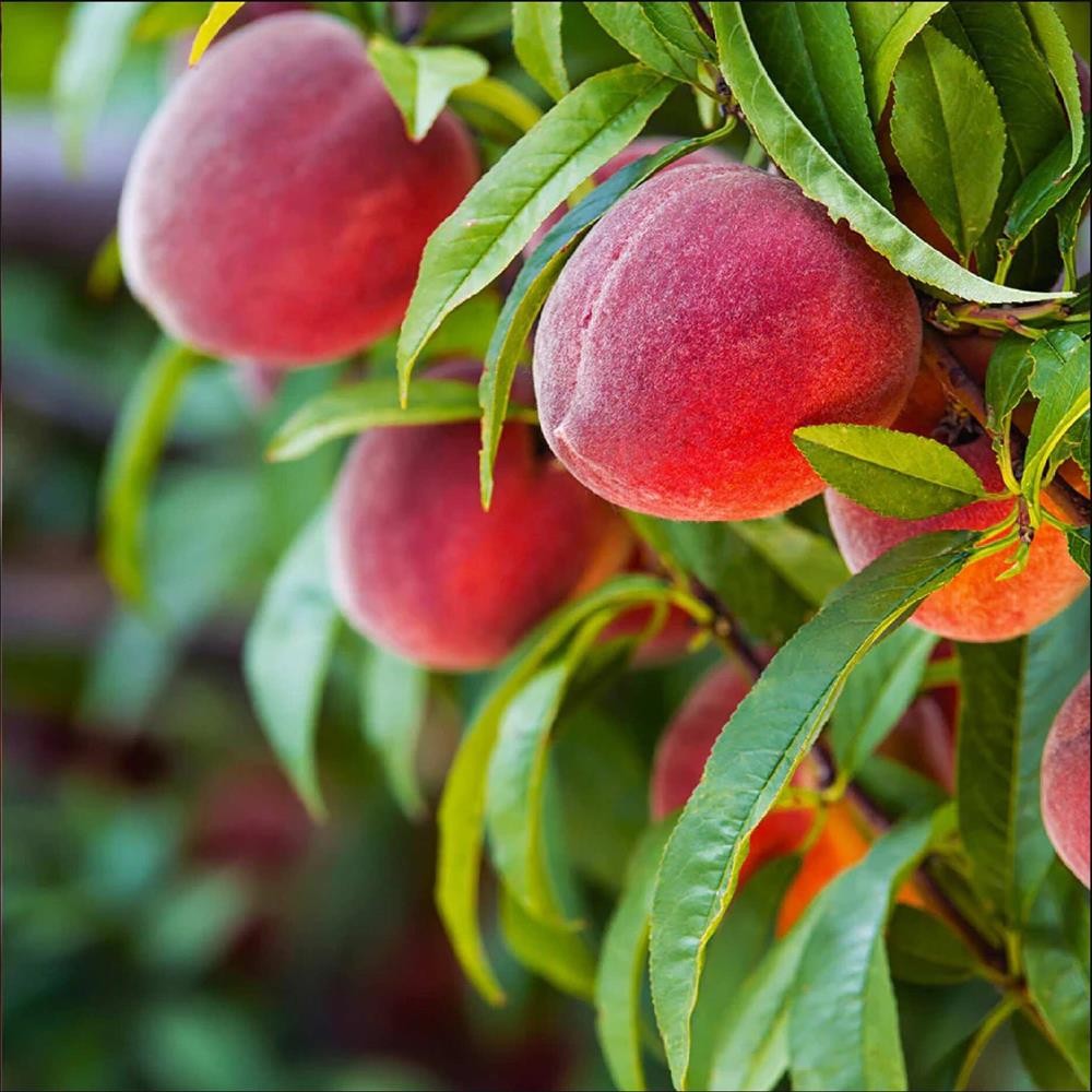 Pom Fructifer Anul 3 - Piersic "Red Heaven", Soi Vara