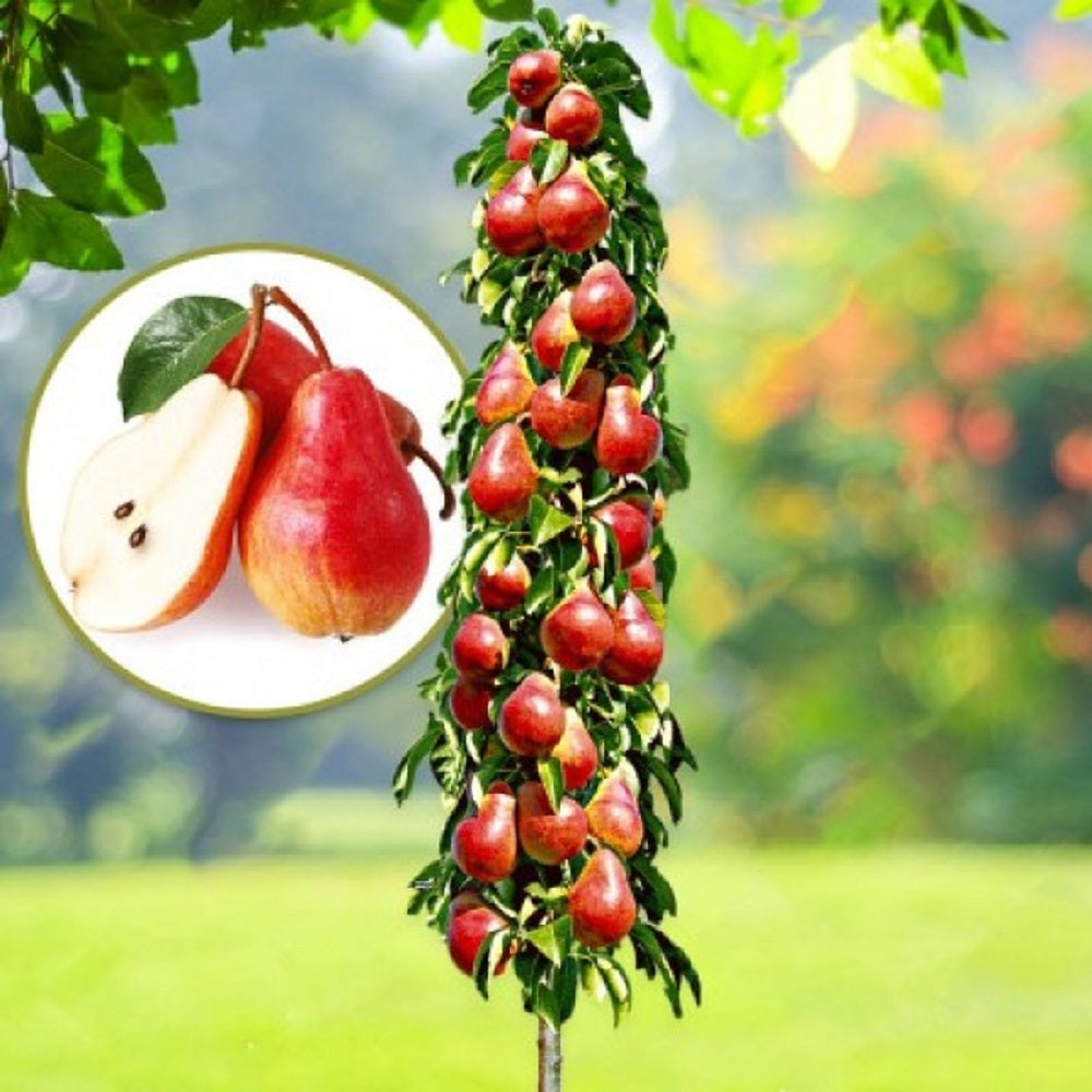 Par Columnar "Red Williams", Pom Fructifer Anul 3