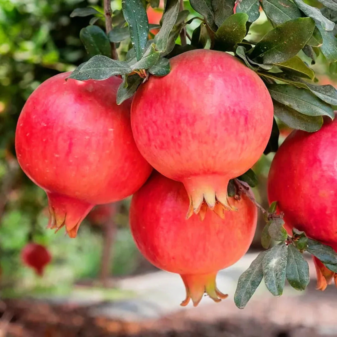 Pom Fructifer Anul 4 - Rodiu "Parfianka", Timpuriu