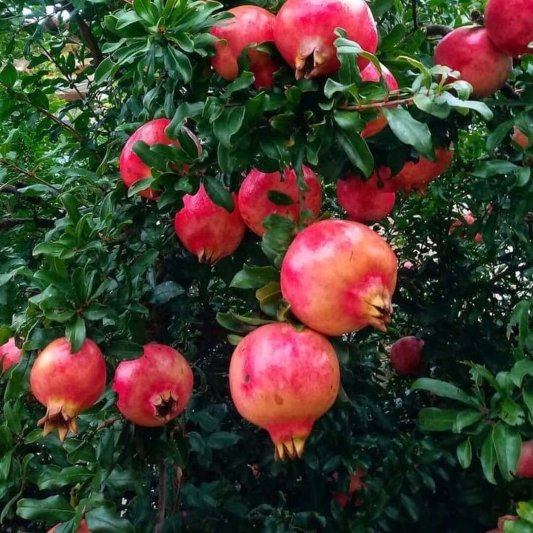 Pom Fructifer Anul 4 - Rodiu "Wonderful" de Toamna