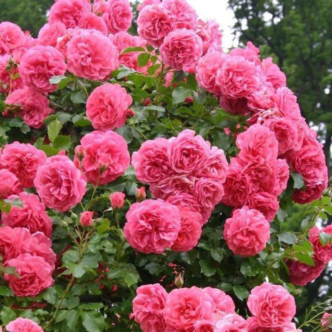 Trandafir Parfumat Urcator "Rosarium Uetersen", Anul 4