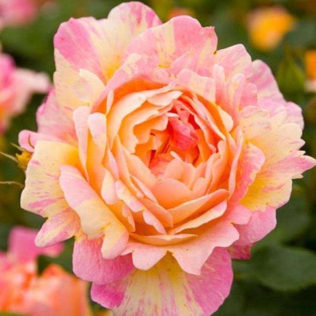 Trandafir Parfumat Floribunda "Rose des Cisterciens", Anul 4