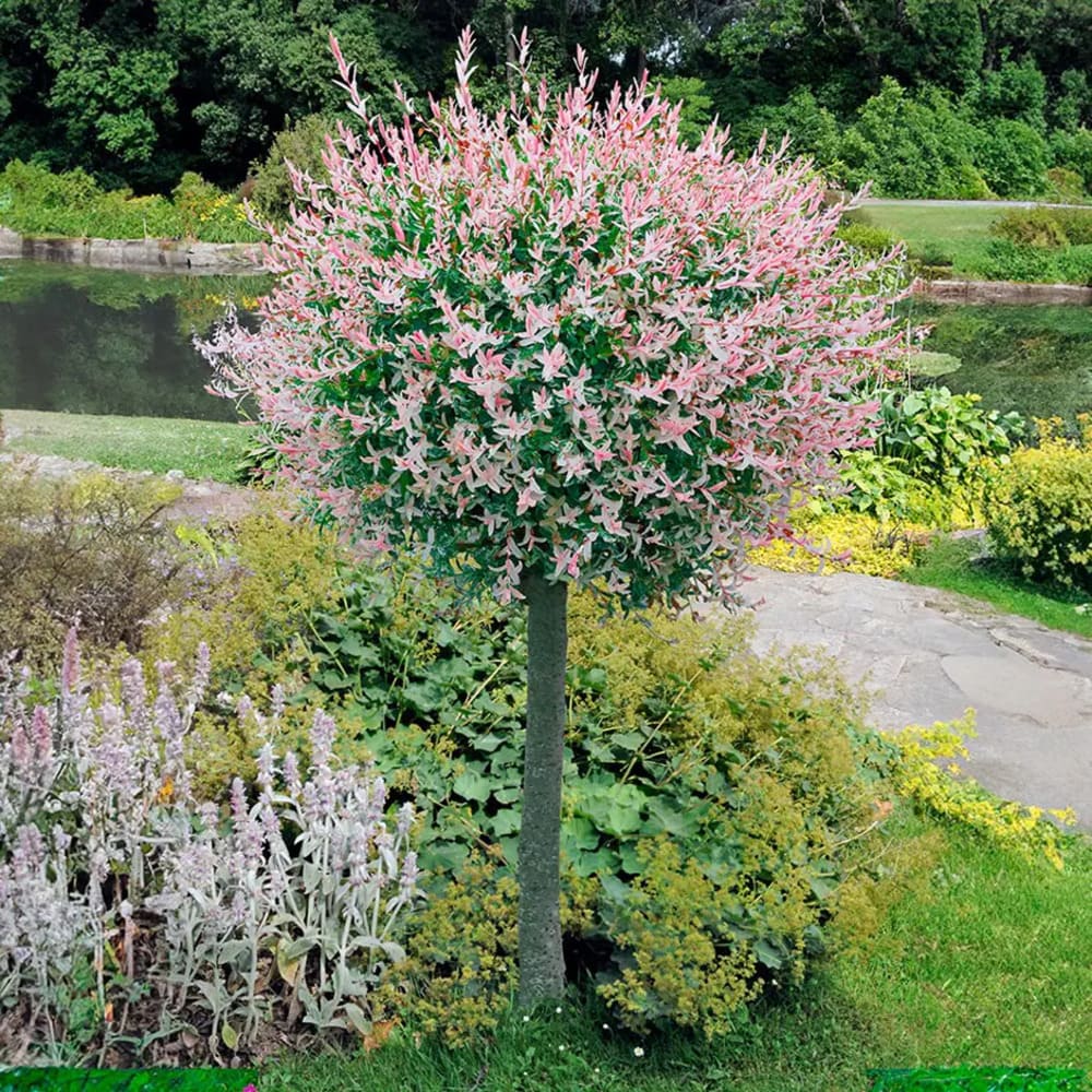 Salcie Japoneza - Hakuro Nishiki - Ghiveci 5L - H 100cm