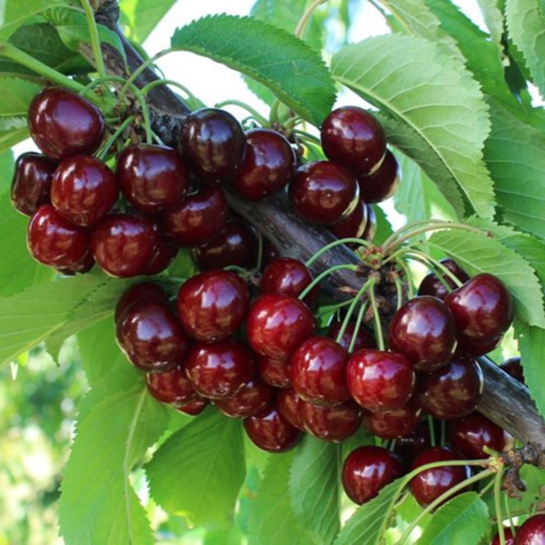 Pom Fructifer Anul 4 - Cires "Sweet Aryana", PE ROD 180-200cm