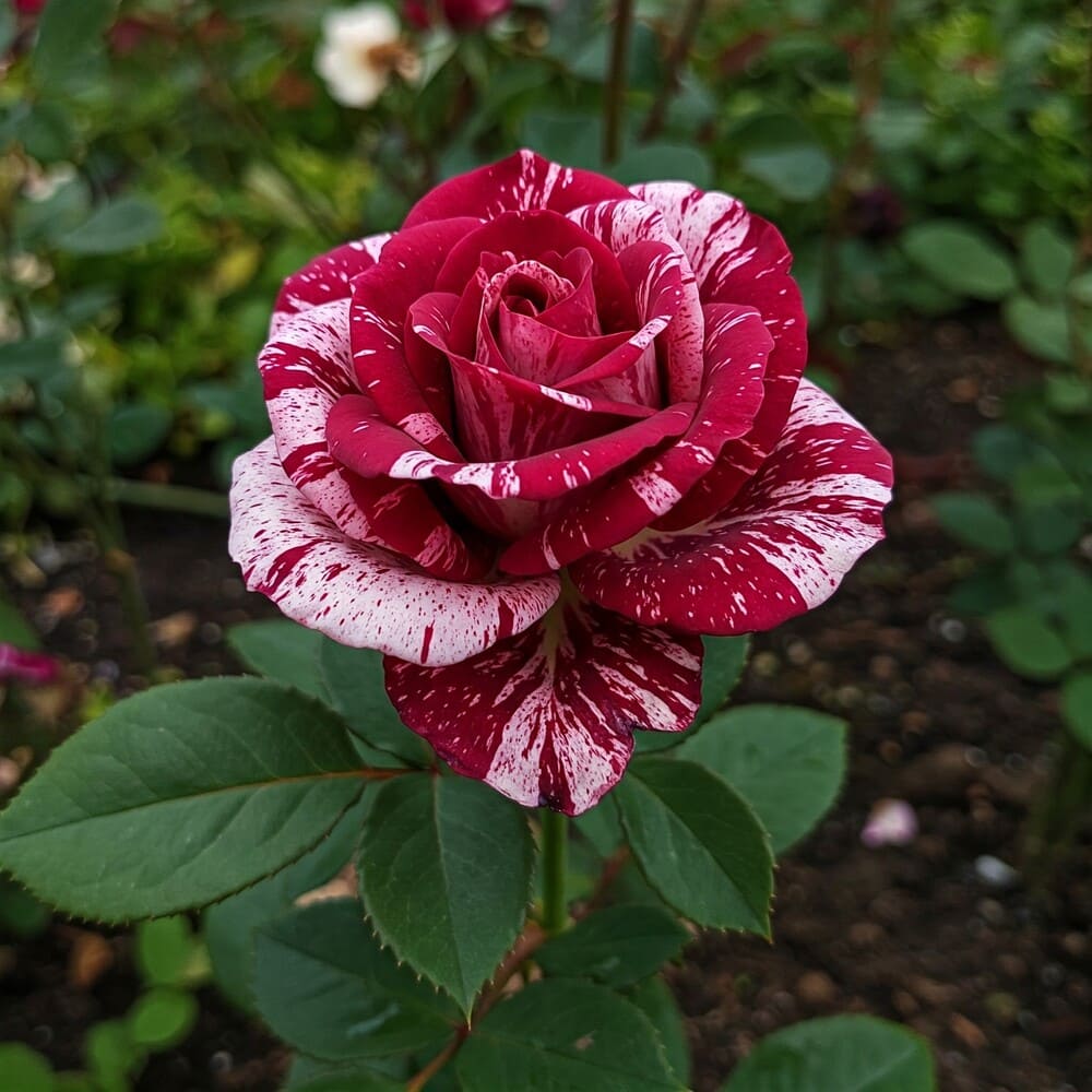 Trandafiri Parfumati "Picaturi de Cer" - Ghiveci 3L H 60cm+, Anul 4