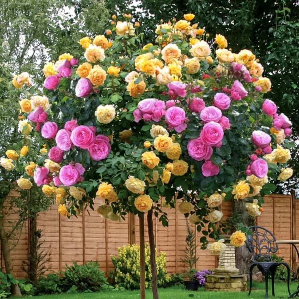 Trandafiri Pomisor 4X - Ghiveci 5L - 140-160cm - PROMOTIE