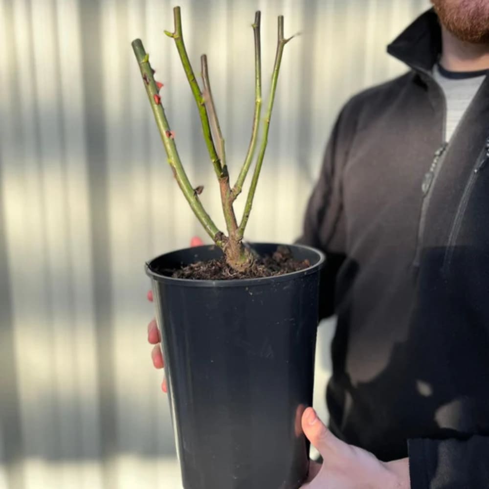 Trandafiri Parfumati de Lux "Green" - Ghiveci 3L, Anul 3