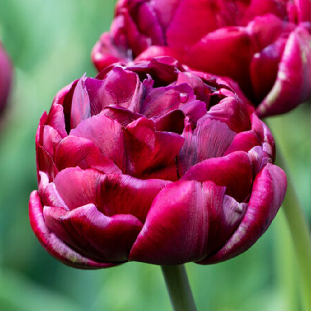 Bulbi de Lalele Duble "Alison Bradley", 5 Bucati