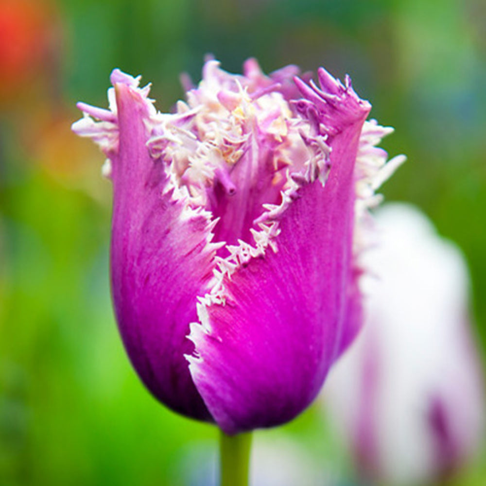 Bulbi de Lalele Crete "American Eagle", 5 Bucati