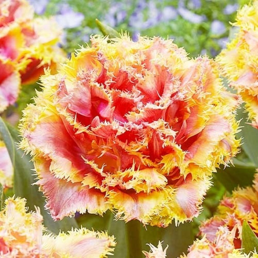 Bulbi de Lalele Crete "Brisbane", 5 Bucati