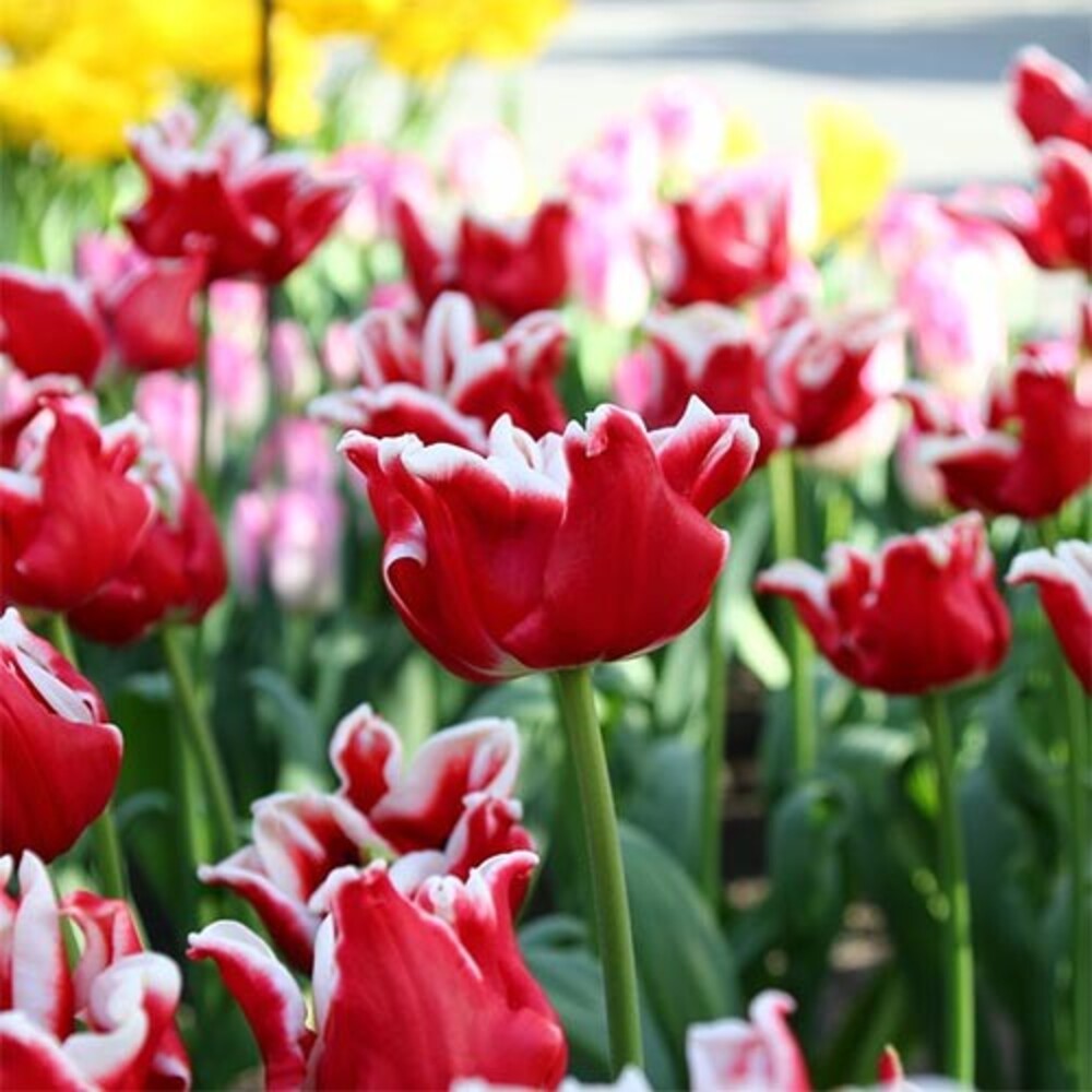 Bulbi de Lalele Duble "Elegant Crown", 5 Bucati