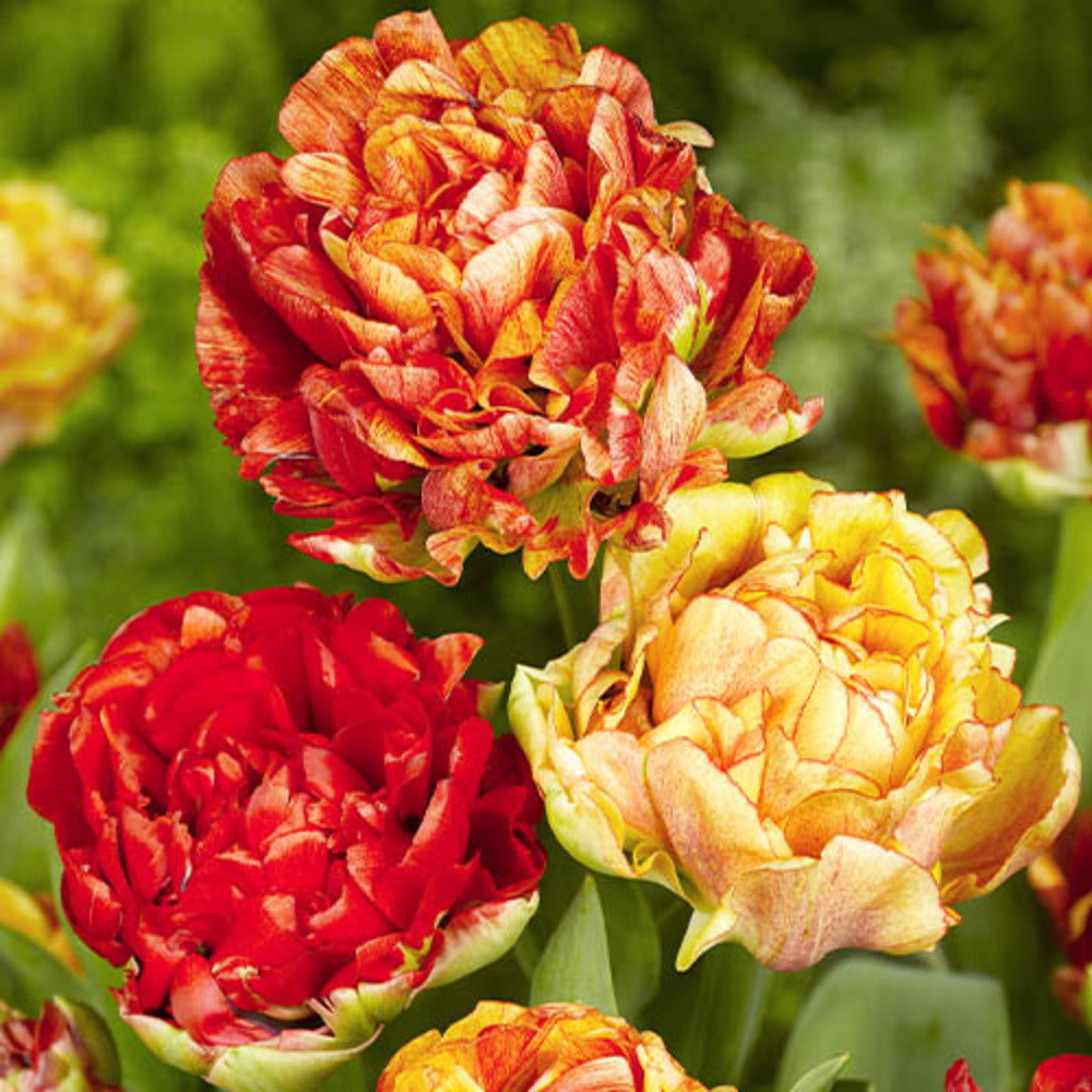 Bulbi de Lalele Duble "Gudoshnik", 5 Bucati