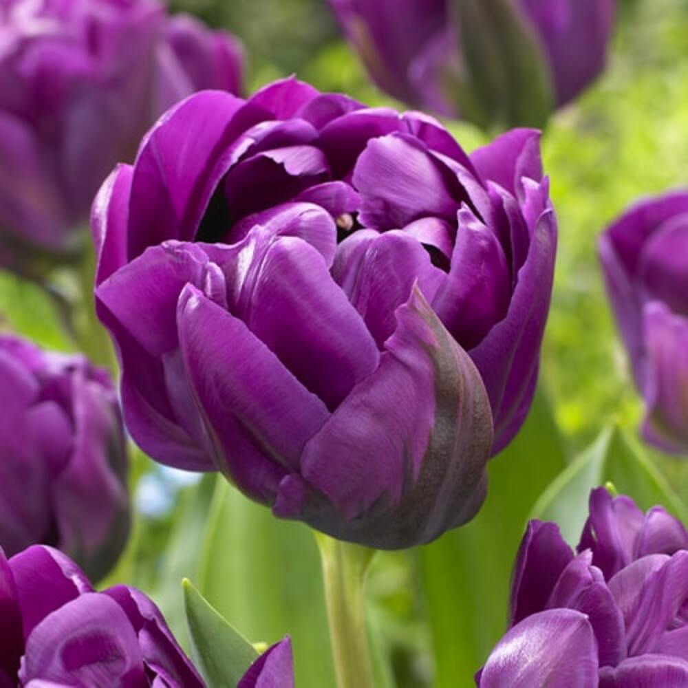 Bulbi de Lalele Duble "Negrita", 5 Bucati