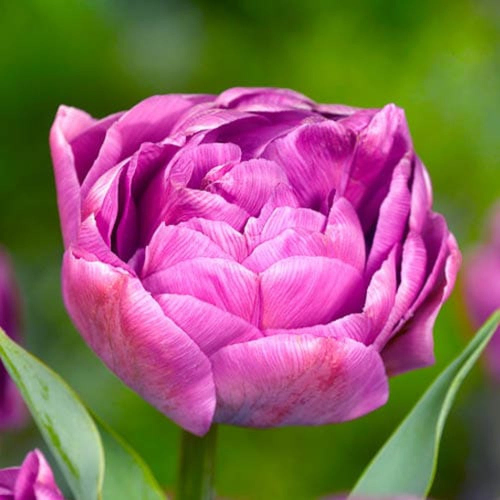 Bulbi de Lalele Duble "Purple Jack", 5 Bucati