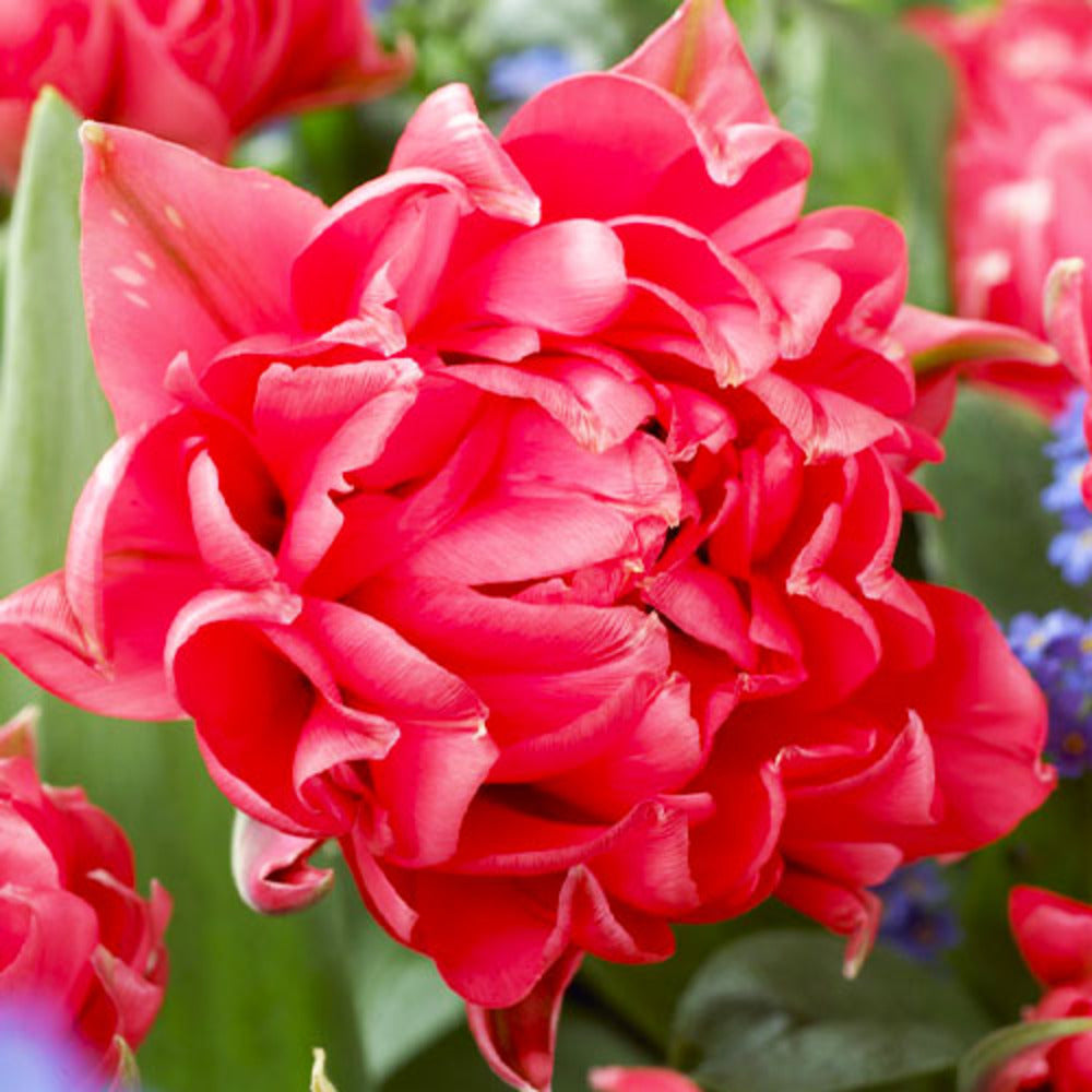 Bulbi de Lalele Duble "Toronto", 5 Bucati