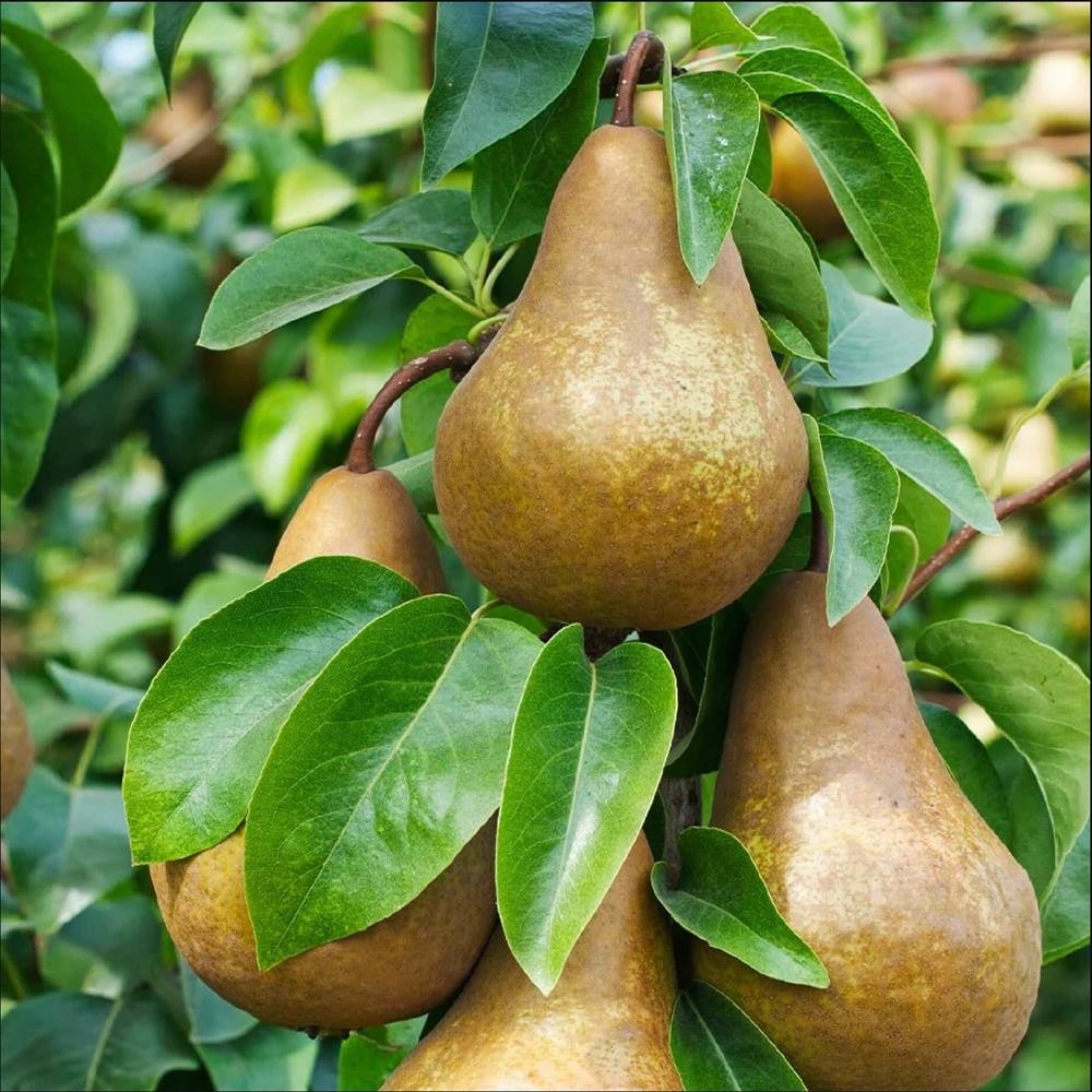 Pom Fructifer Anul 4 - Par "Untoasa Bosc" PE ROD 180-200cm