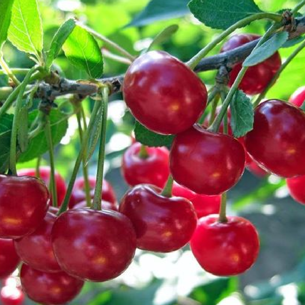 Pom Fructifer Anul 3 - Visin "Crisana", Soi Vara