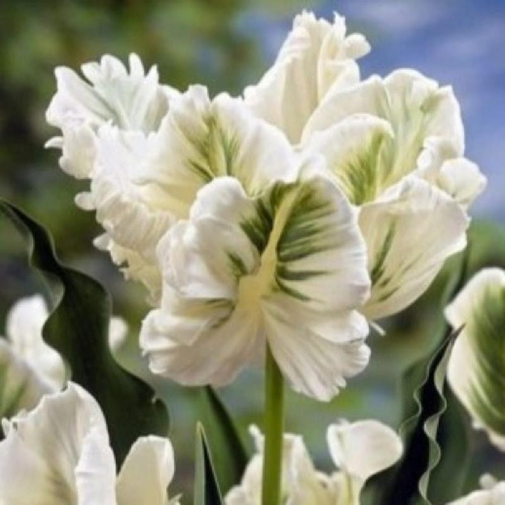 Bulbi de Lalele Papagal "White Rebel", 5 Bucati