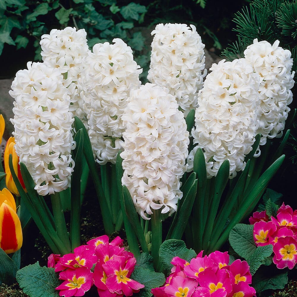 Bulbi de Zambile Parfumate "Carnegie", 3 Bucati