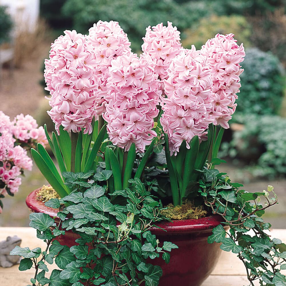 Bulbi de Zambile Parfumate "Pink Pearl", 3 Bucati