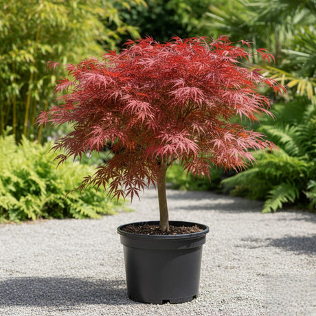 Acer Palmatum - Artar Japonez