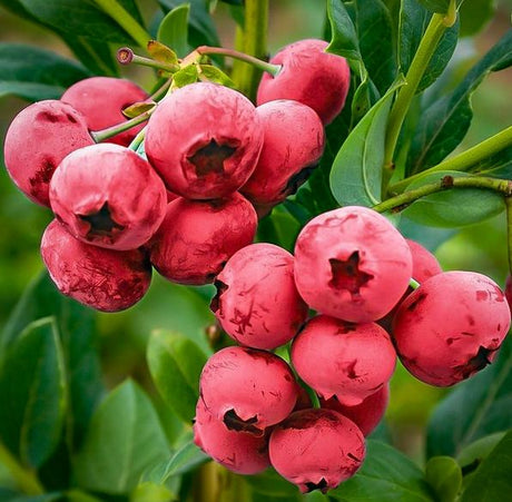 Pomi Fructiferi la Ghiveci, Arbusti Fructiferi la Ghiveci