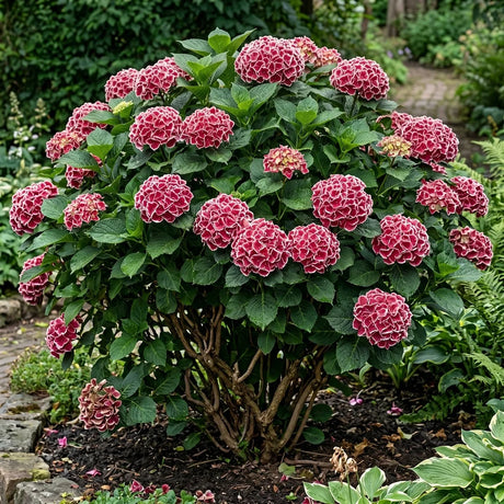 Hortensie Macrophylla - Hortensii de Umbra