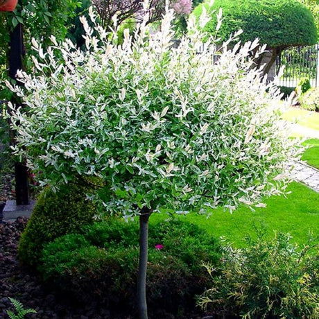 Salcie Japoneza - Salix Hakuro