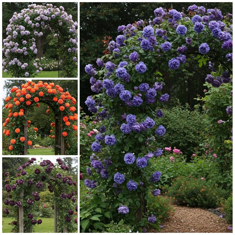 4X Trandafiri Cataratori PROMOTIE - Ghiveci 3L H 70-80cm, Anul 4