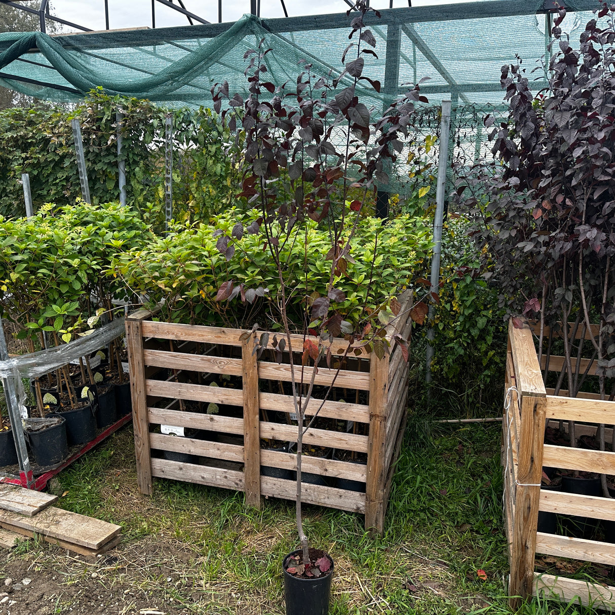 Prunus Nigra "Prun Rosu Decorativ" Ghiveci 5L H 150cm