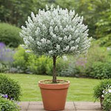 Lavandă Alba Pomisor Ghiveci 3L 40-50cm, Anul 2