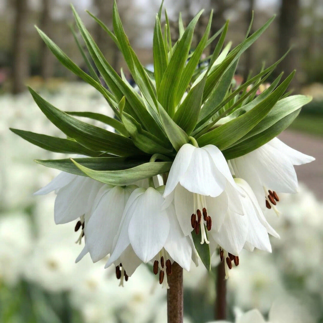 Bulbi de Fritillaria Alb "Pure White"