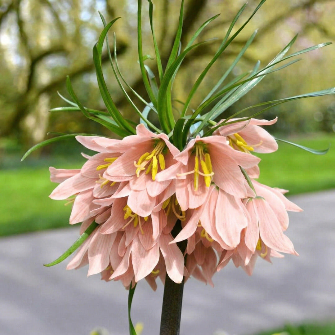 Bulbi de Fritillaria Roz "Pink Maxima"
