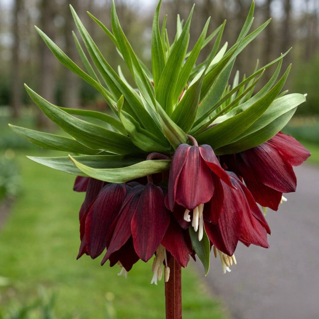 Bulbi de Fritillaria Burgundy "Dark Rubra"