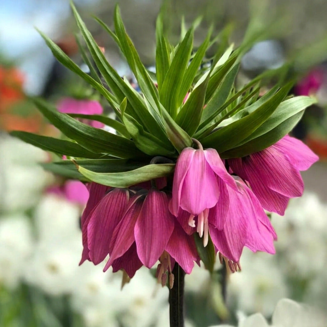 Bulbi de Fritillaria Fuchsia "Candy Rubra"
