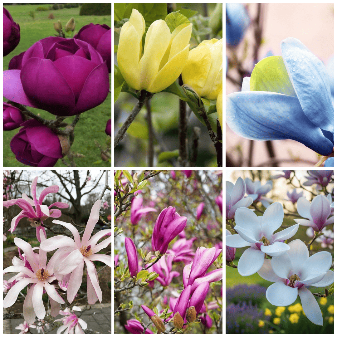 Magnolie la Ghiveci Pachet PROMO 5- 6 Bucati Mix