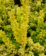 Berberis (Dracila) Galben Ghiveci 3L H 60cm+