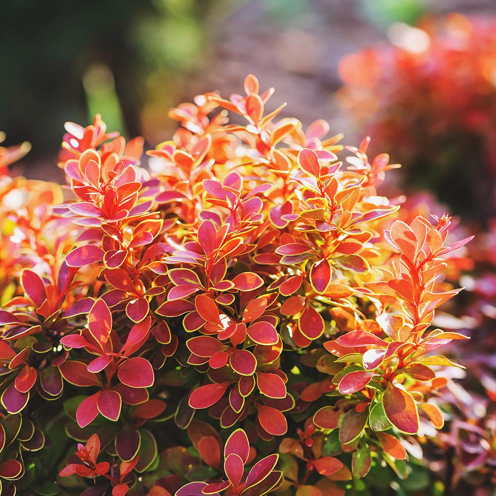 Berberis (Dracila) Coral Ghiveci 3L H 80cm+