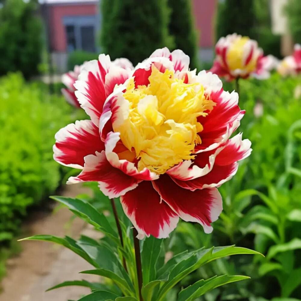 Bujor Arbustiv Rosu-Galben - Ghiveci 3L H 50cm+