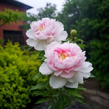 Bujor Arbustiv Roz - Ghiveci 3L H 50cm+