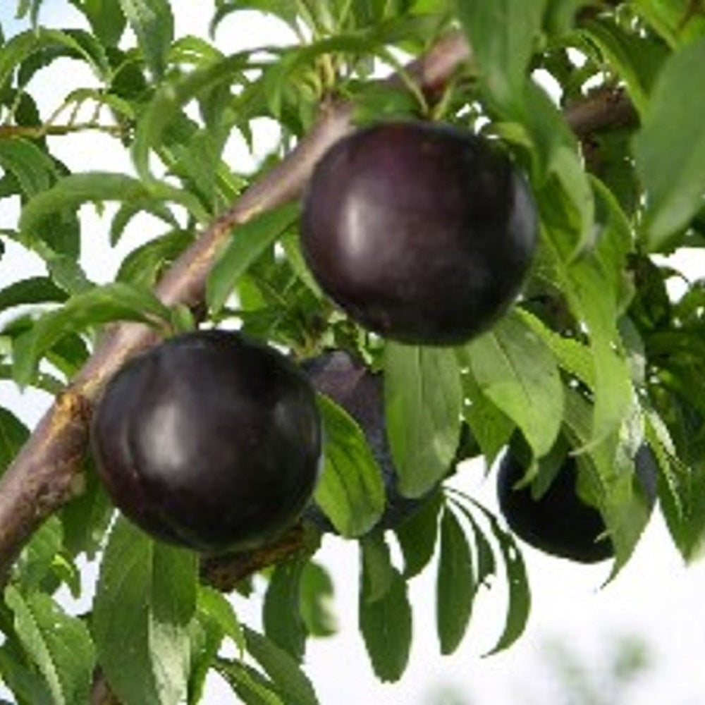 Pom Fructifer Anul 4 - Prun "Black Amber", PE ROD 180-200CM