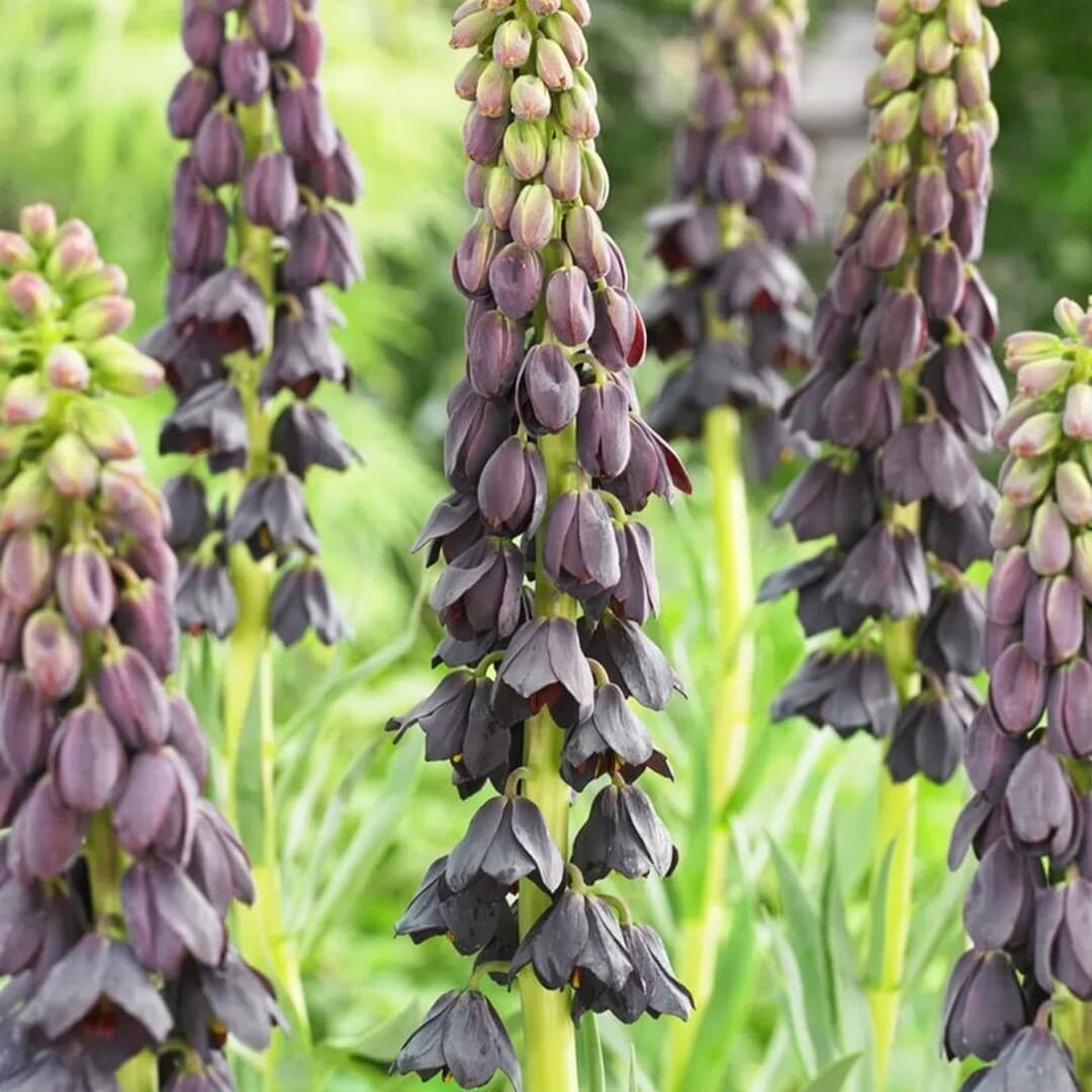Bulbi de Fritillaria Neagra "Persica", 3 Bucati
