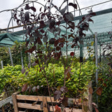 Prunus Nigra "Prun Rosu Decorativ" Ghiveci 5L H 150cm